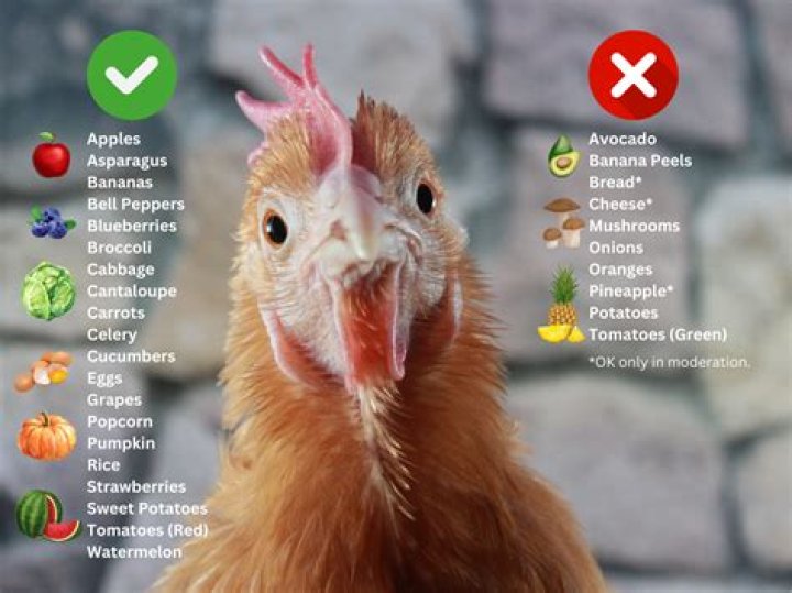 Do you need to feed chickens if you let them out Stardew?