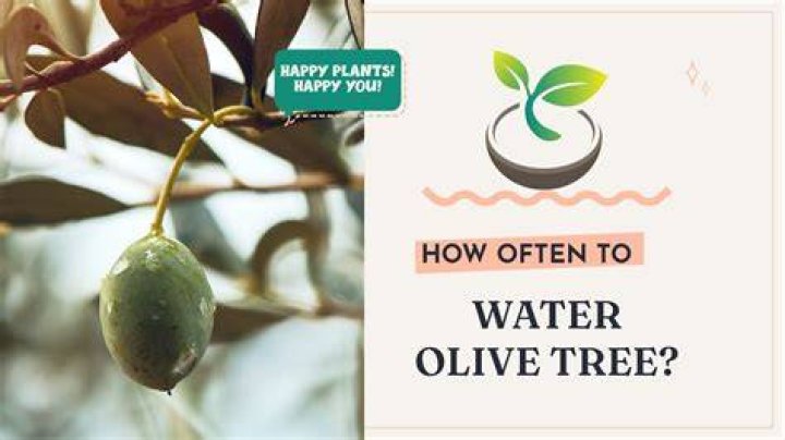 How often do you need to water an olive tree?