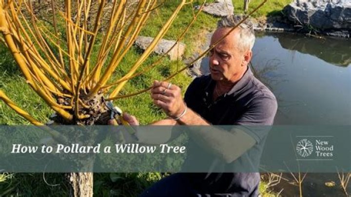 Mastering The Height Of Pollard For Thriving Trees