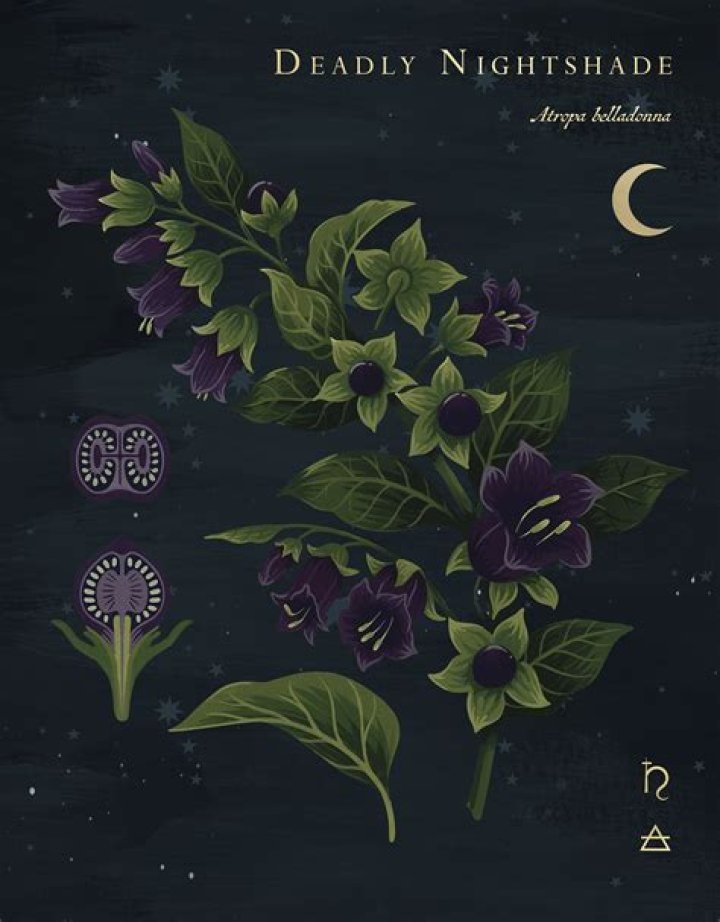 Uncover The Enigmatic Secrets Of Deadly Nightshade