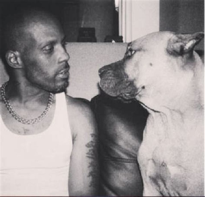 What Happened to Dmx Dog Boomer? The Life and Death of Boomer
